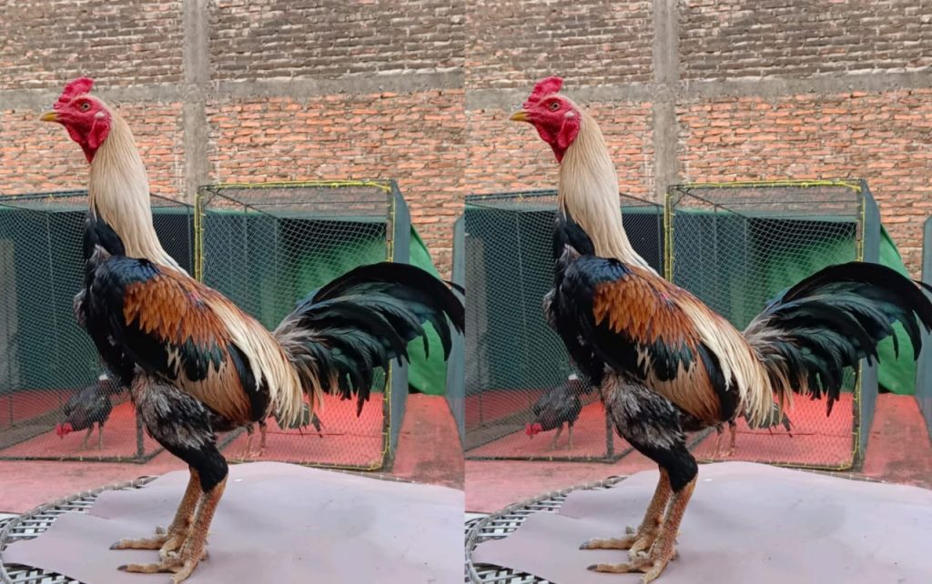 Membuat Adu Ayam Bangkok Pukul Mati Tercepat