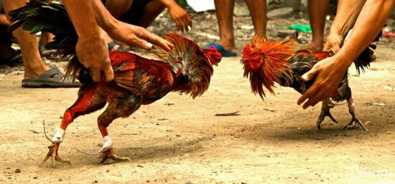 Manfaat Kopi Bubuk Untuk Ayam Aduan