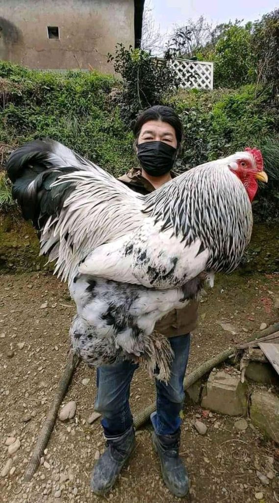 Ayam brahma terbesar