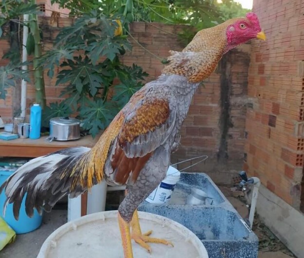 Ayam Shamo Raksasa