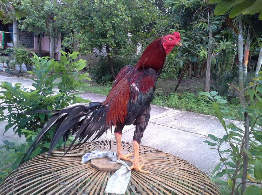 Ayam Bangkok Juara